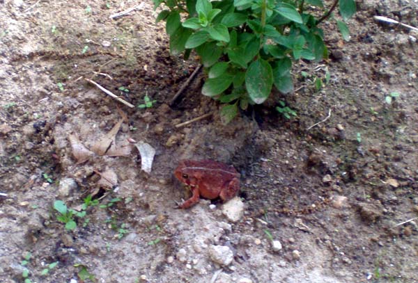 small toad next to oregano plant